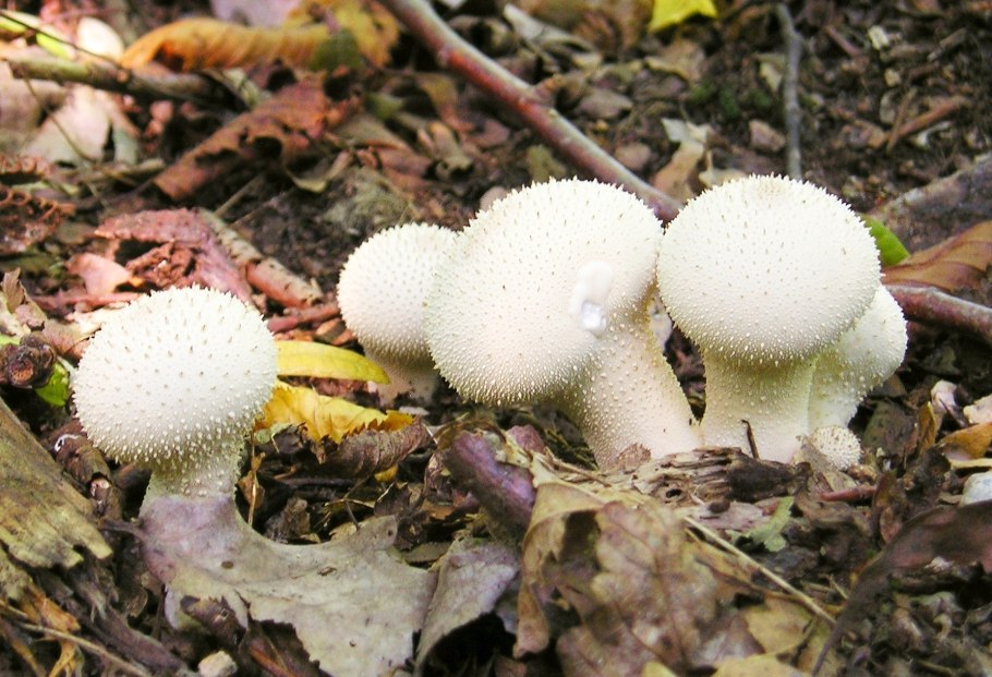 Гриб ежовик гребенчатый дождевик