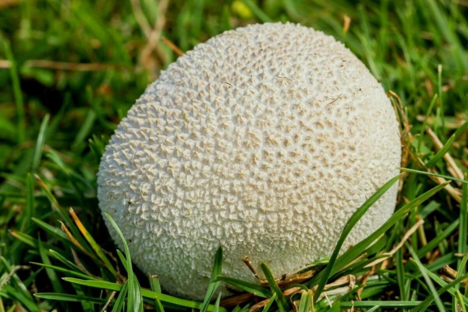 Дождевик шиповатый Lycoperdon perlatum