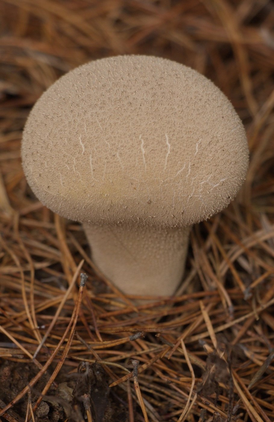 Гриб Дедушкин табак съедобный