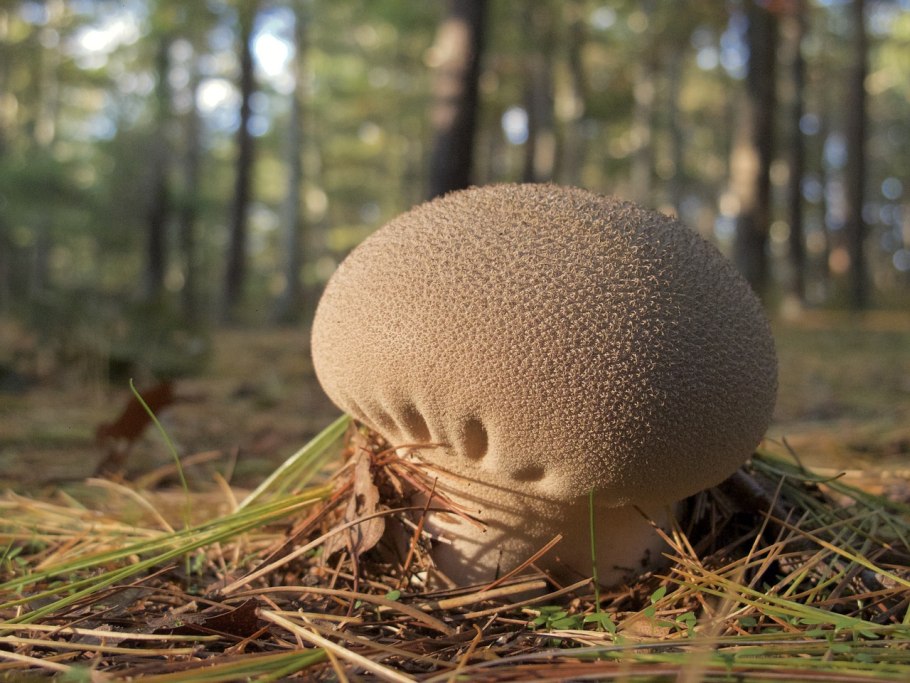 Гриб Lycoperdon perlatum