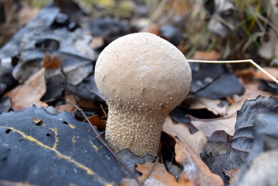 Дождевик шиповатый lycoperdon perlatum