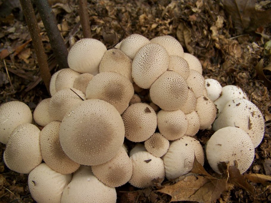 Дождевик Lycoperdon