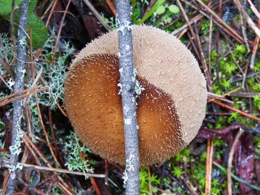 Гриб lycoperdon perlatum