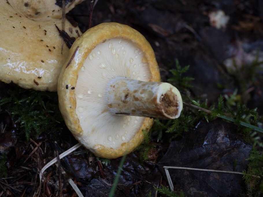 Груздь жёлтый Lactarius scrobiculatus