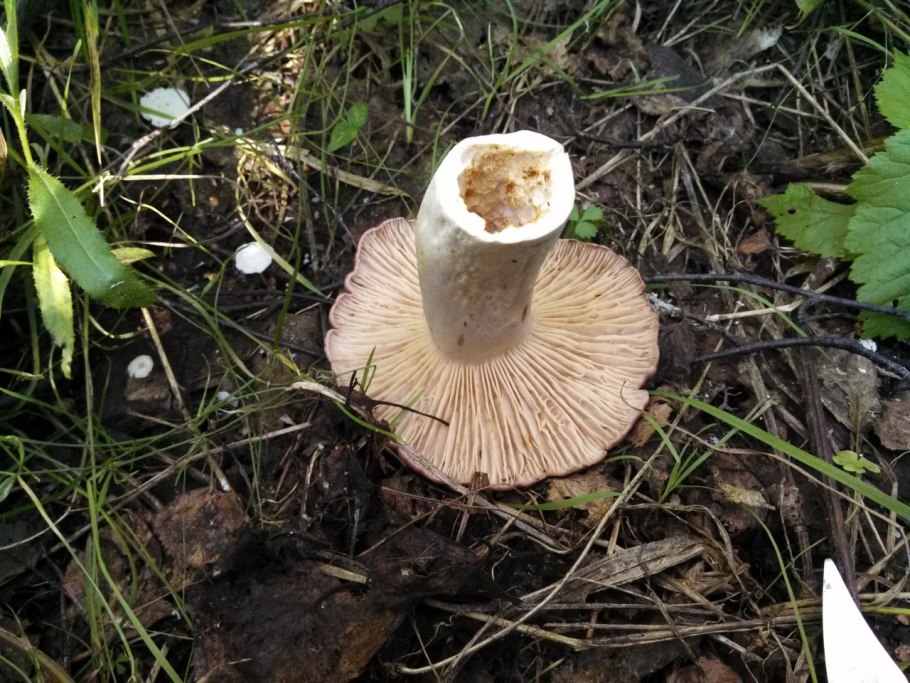 Груздь жёлтый синеющий