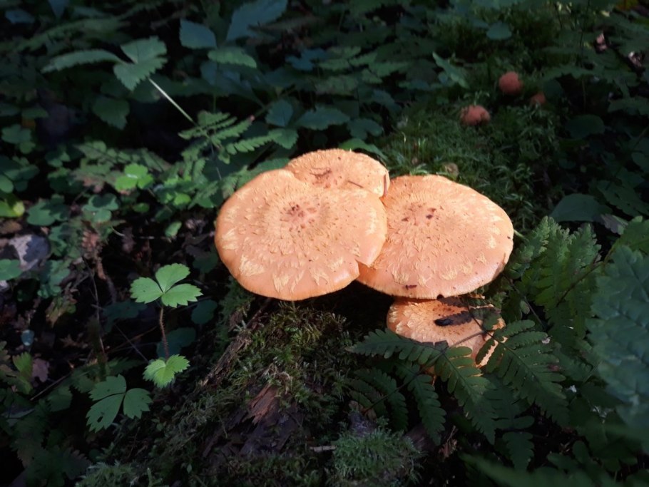 Александр груздь