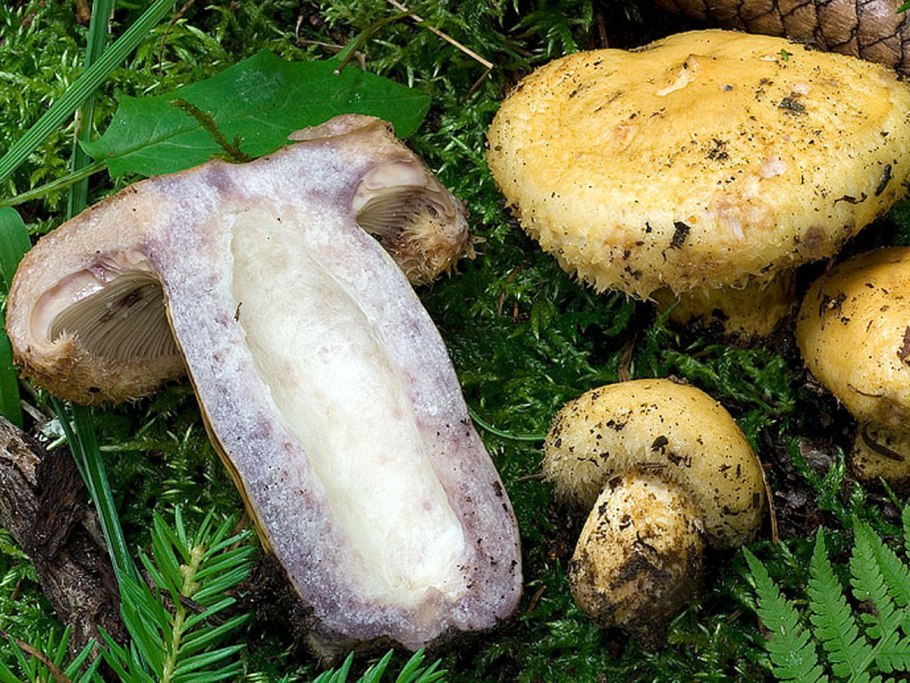 Груздь синеющий (Lactarius repraesentaneus)