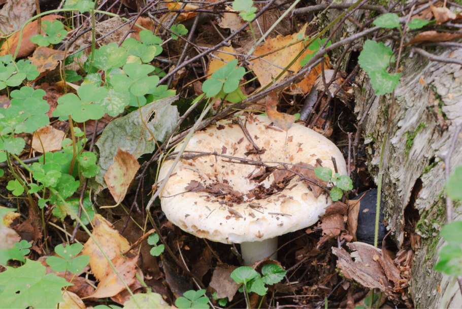 Гриб белый груздь