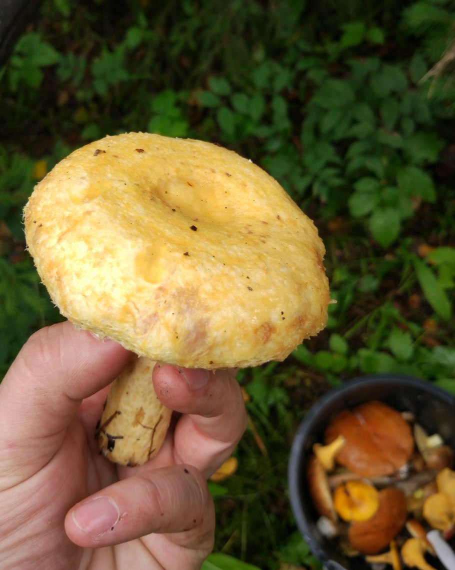 Груздь Ельничный груздь