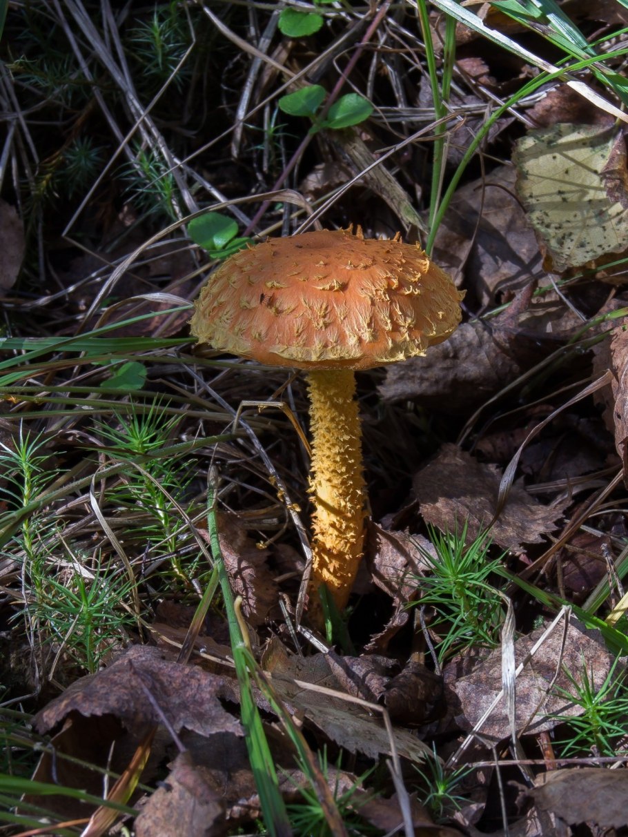 Гриб желтый груздь