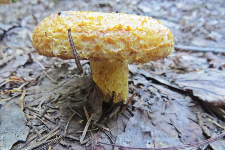 Гриб желтый груздь