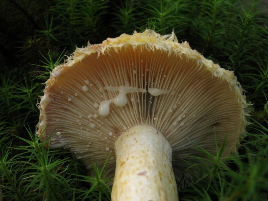 Груздь синеющий (Lactarius repraesentaneus)