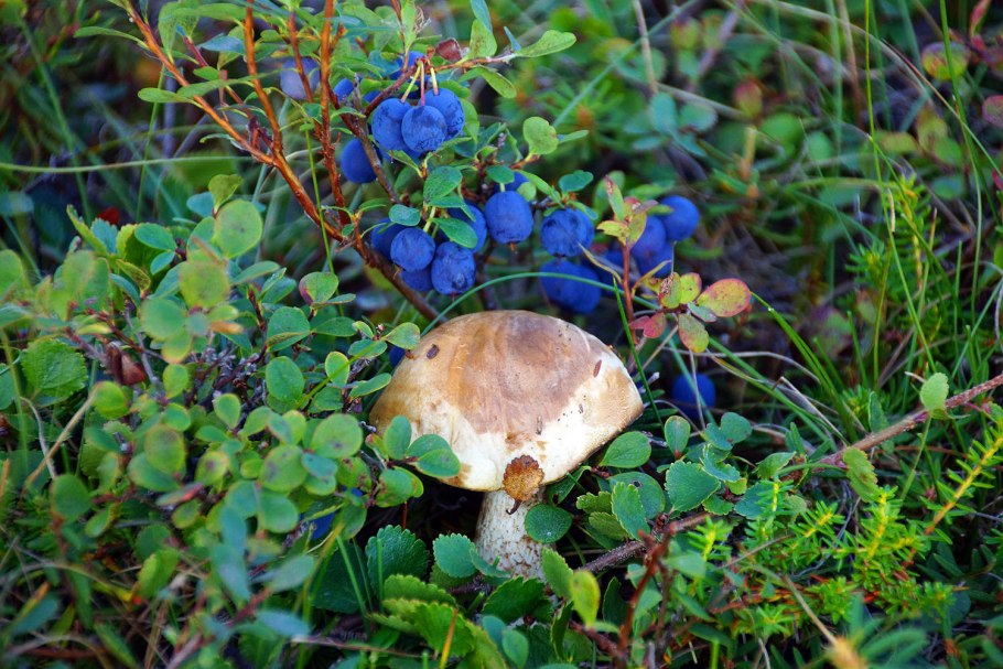 Морошка и голубика в лесах Карелии