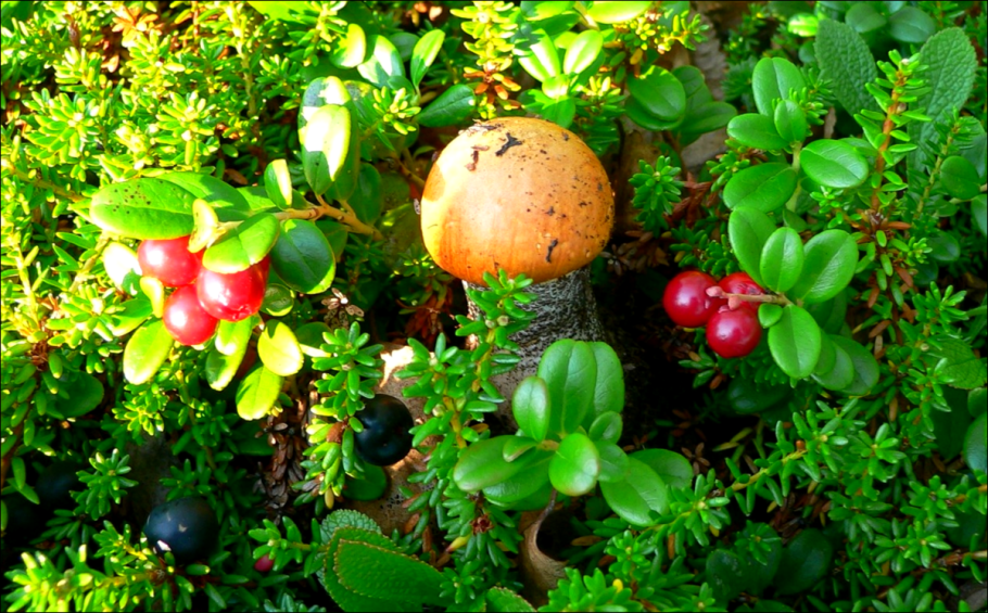 Брусника Морошка лес