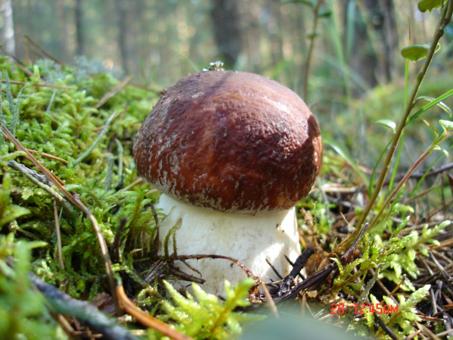 Грибы ХМАО Югры