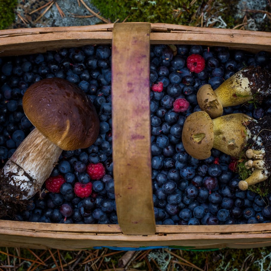 Грибы и черника