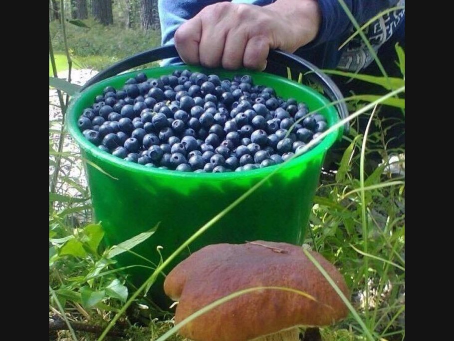 Сбор ягод в лесу