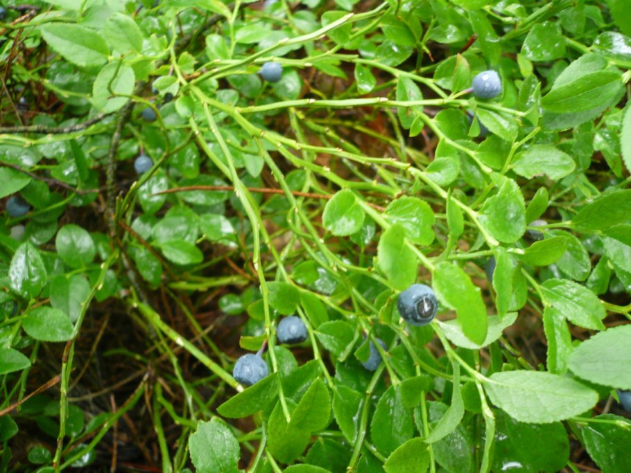 Леса с земляникой и черникой в Щелково