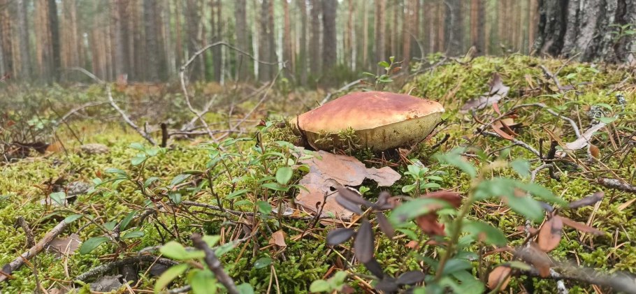 Черника в лесу в Волоколамский р-н