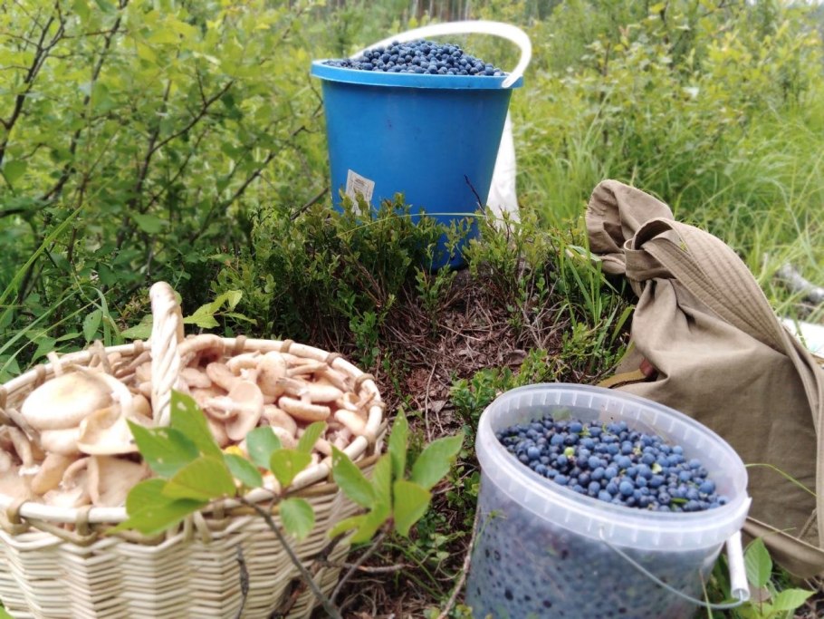 Паутинник фиолетовый Михаил Вишневский