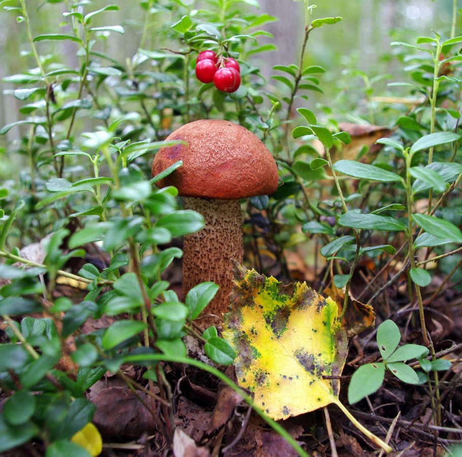 Грибочки ягодки