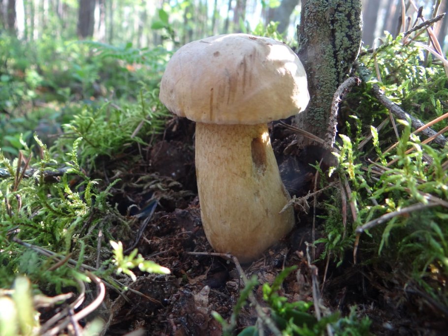 Грибы на юге Подмосковья