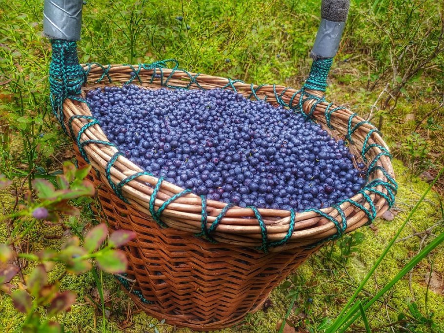 Таежные грибы и ягоды