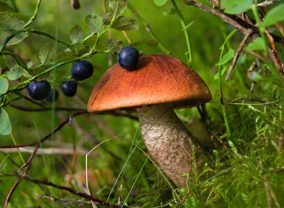 Природа грибы ягоды