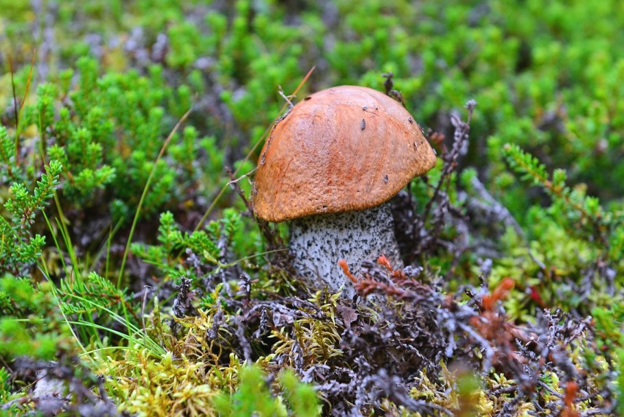 Мурманск грибы подосиновики