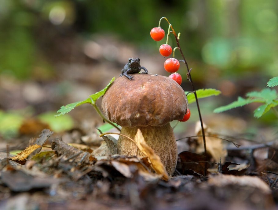 Грибная пора