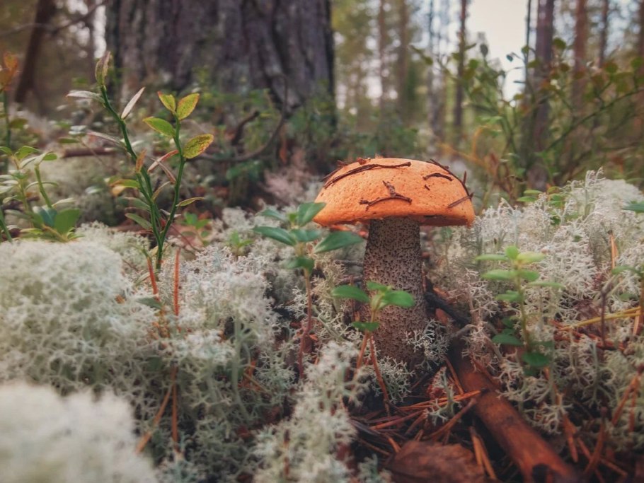 Грибы Кольского полуострова