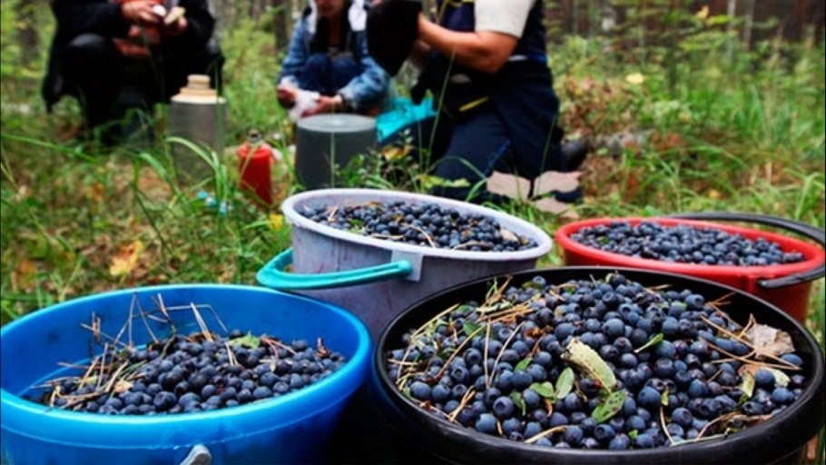 Черничная Поляна в лесу