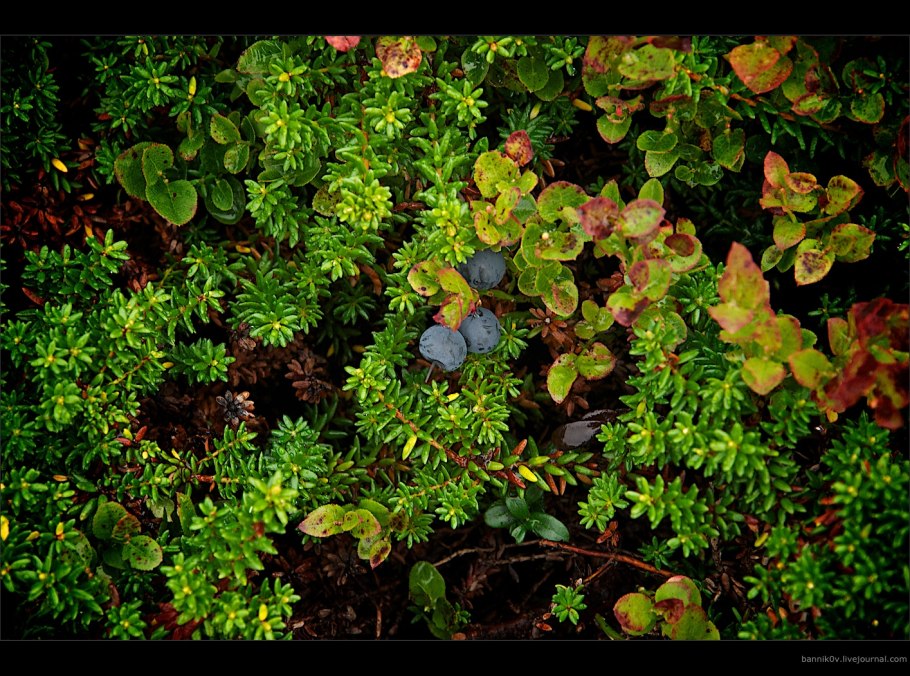 Республика Коми Лесные грибы