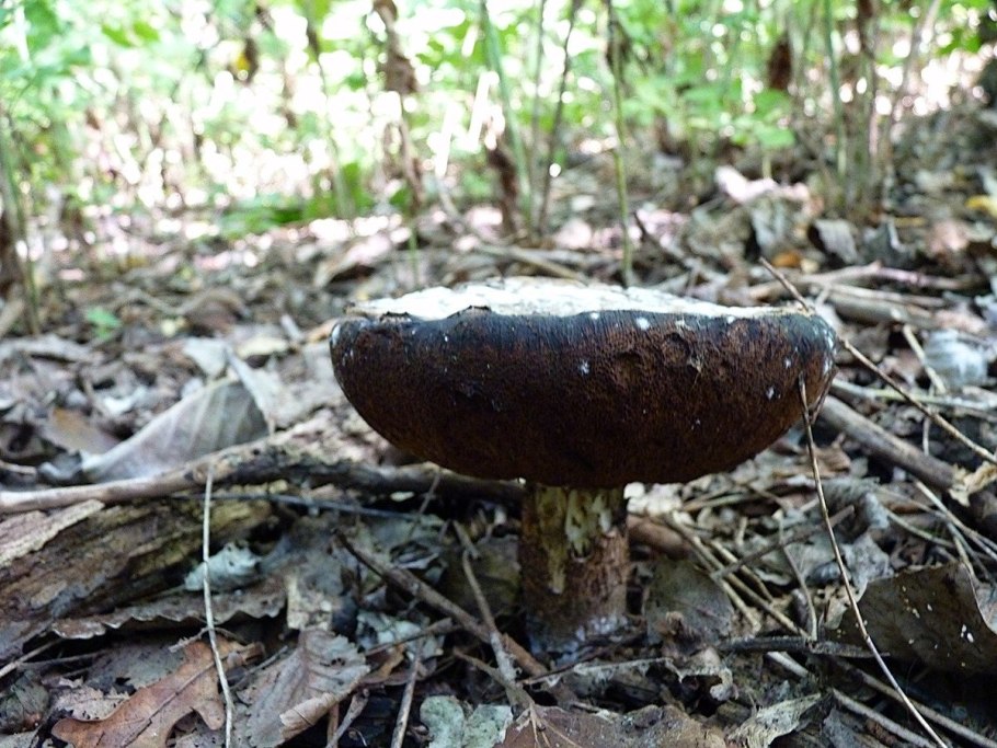 Гриб Шептун
