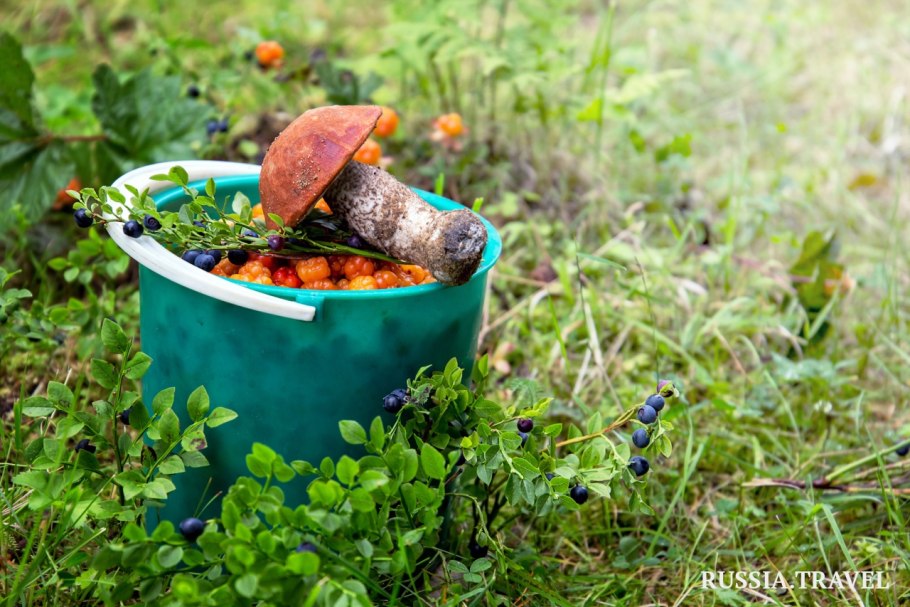 Грибы и ягоды ведра