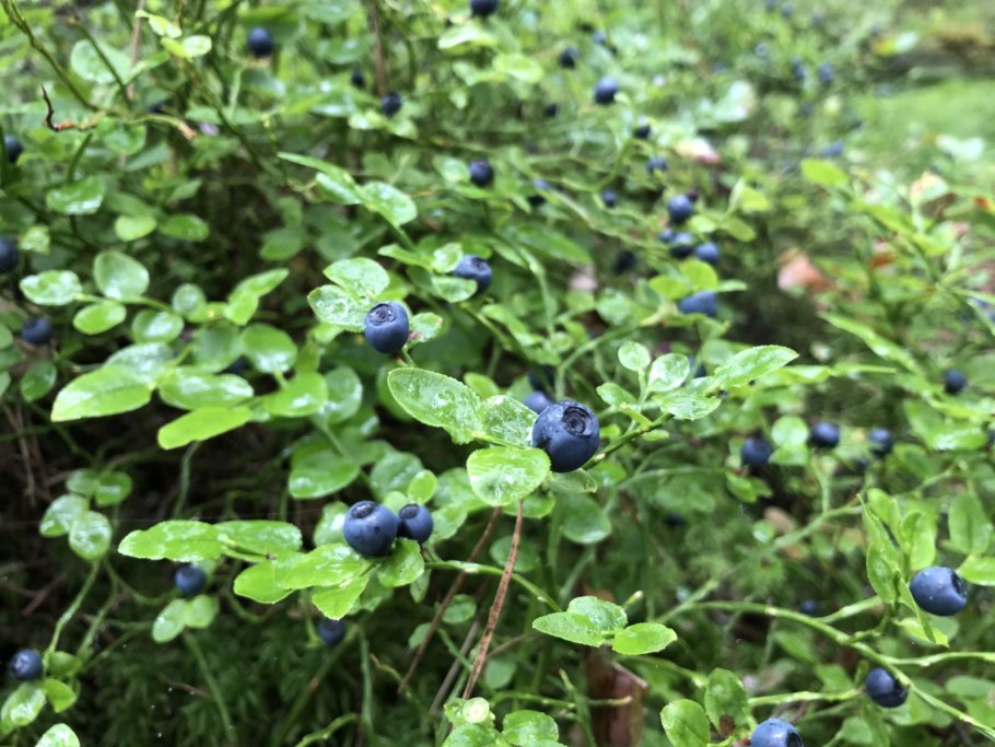 Черника в тайге