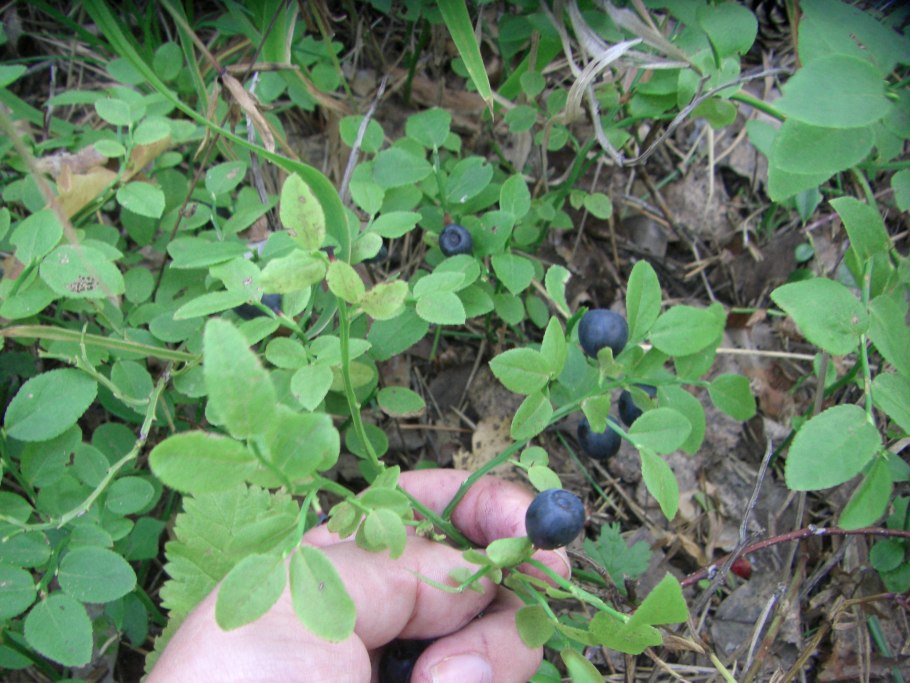 Черника обыкновенная