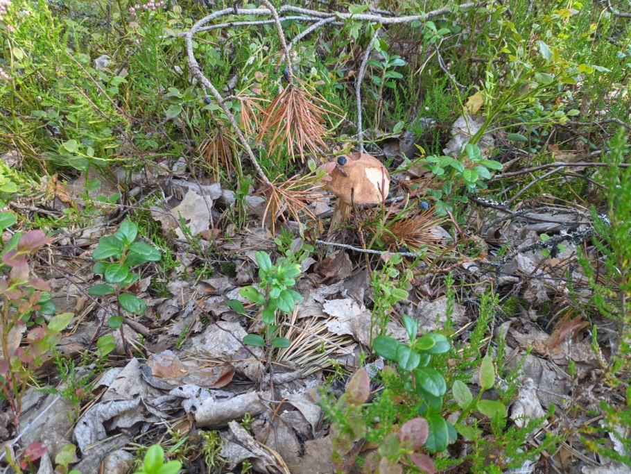 Грибы около Миасса