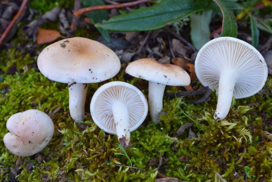 Гигрофор буковый Hygrophorus Leucophaeus