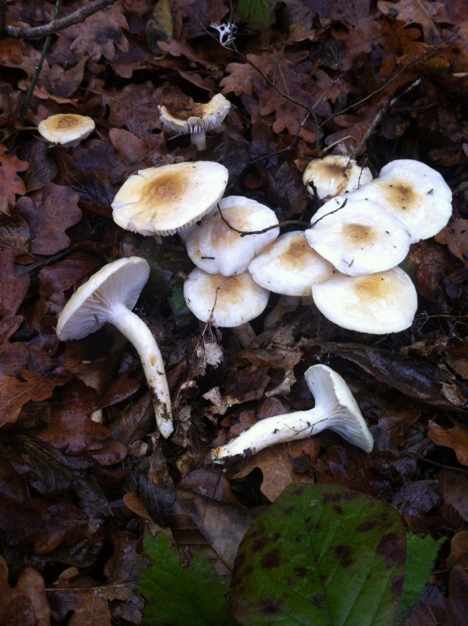 Гигрофор Линдера