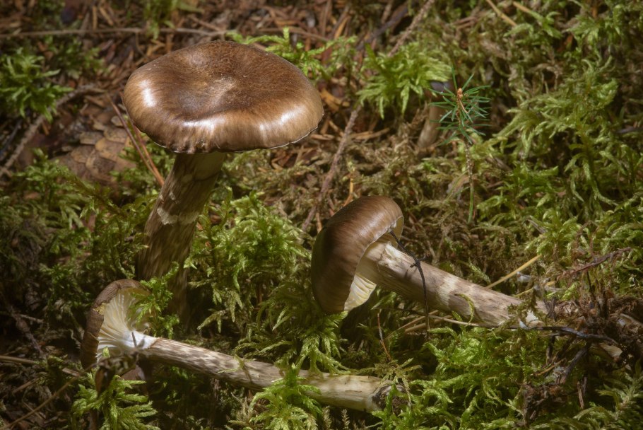 Гигрофор Журавушка гриб