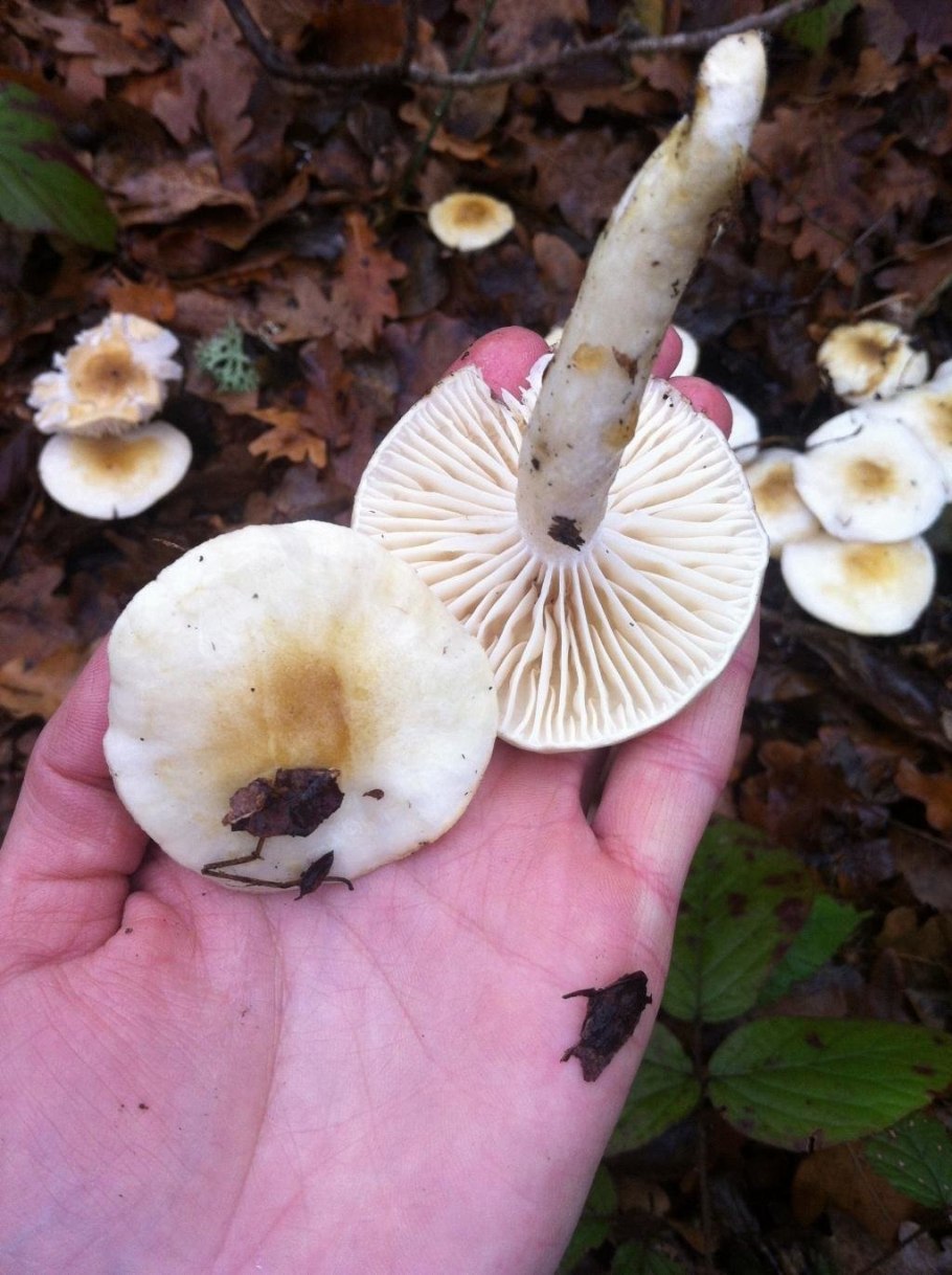 Гигрофор Линдера