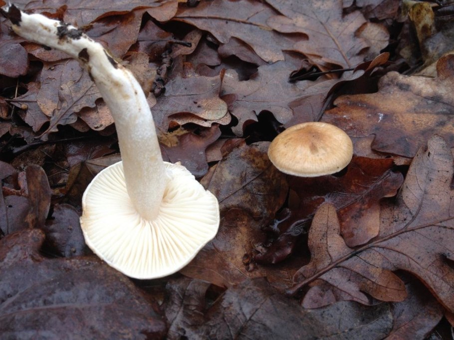 Гигрофор букововидный