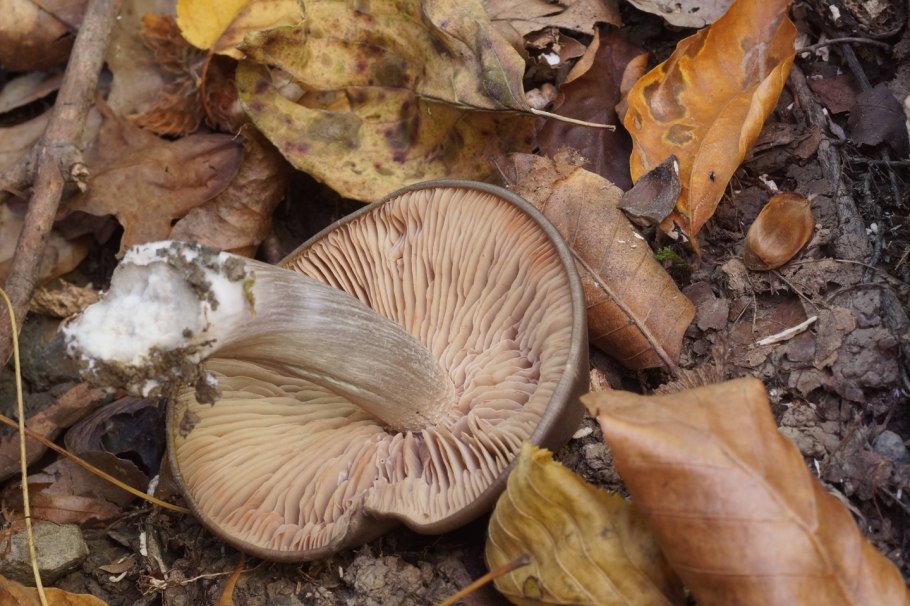 Грибы Кубани и Адыгеи говорушка