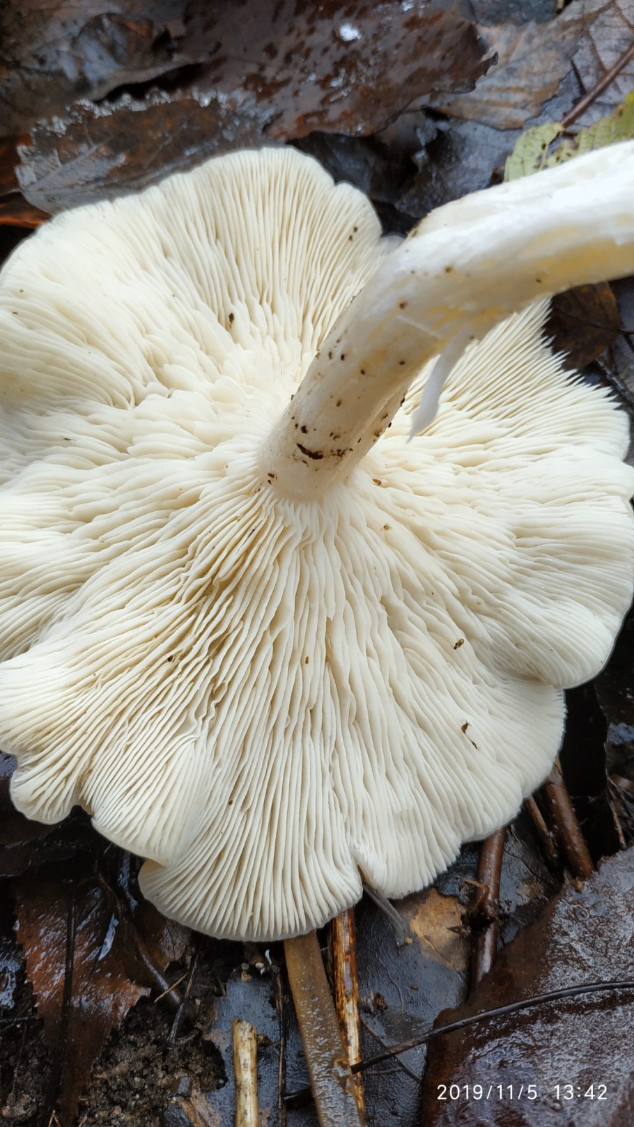 Гигрофор Линдтнера