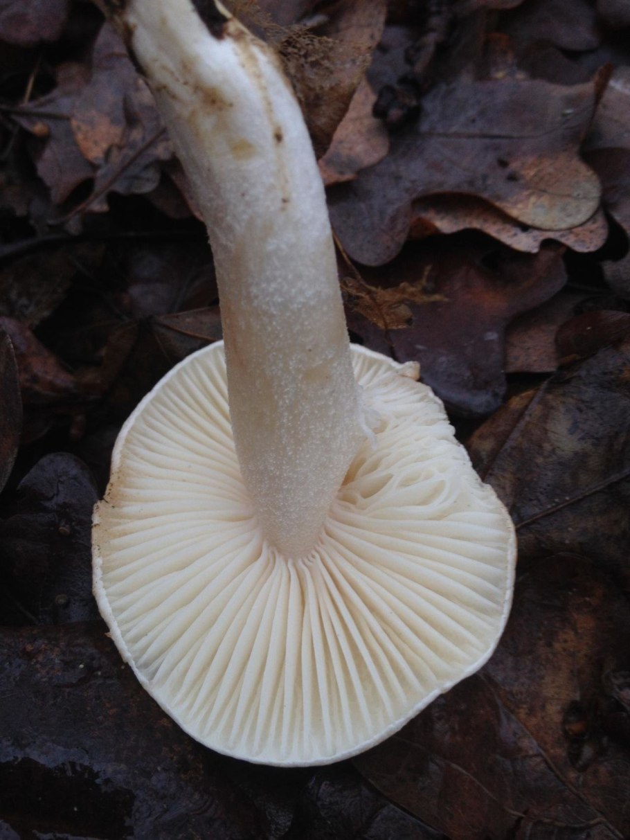 Гигрофор желтовато-белый