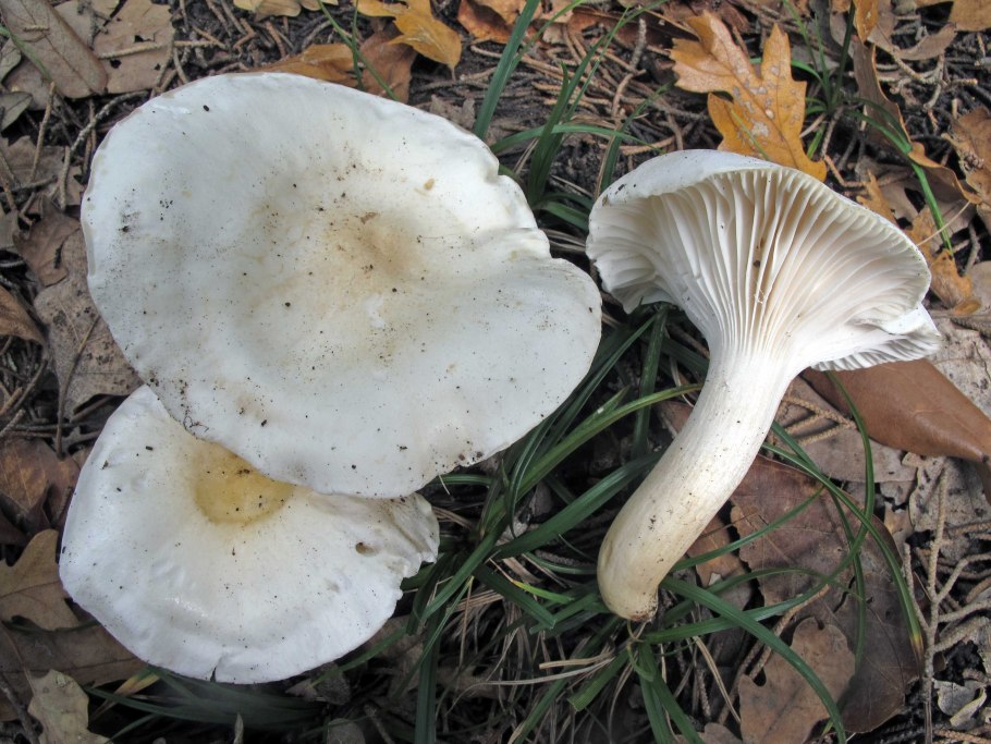 Гигрофор букововидный