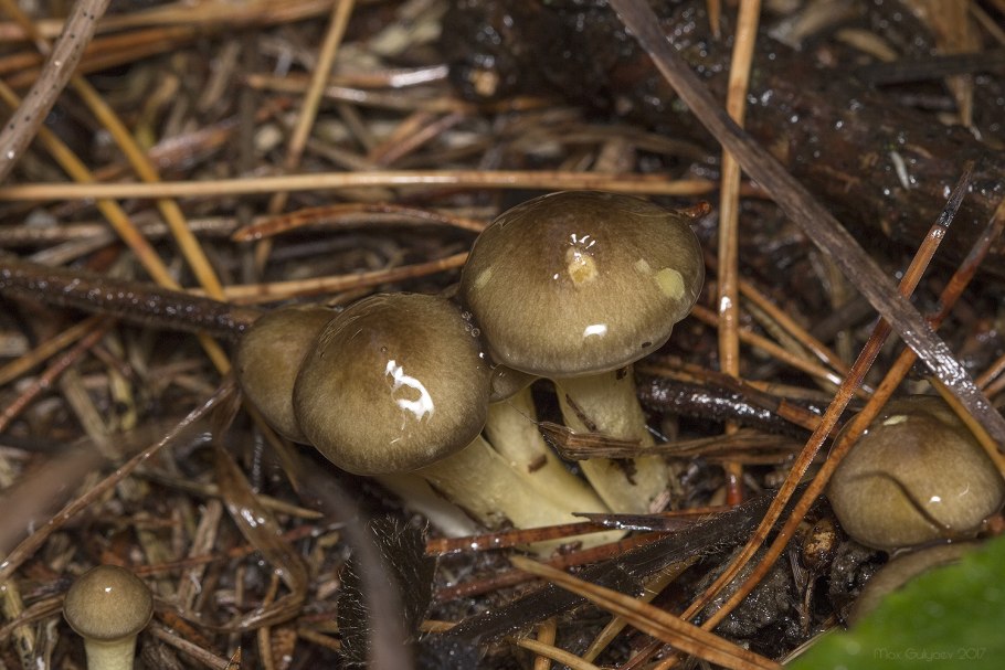 Гигрофор поздний Hygrophorus hypothejus