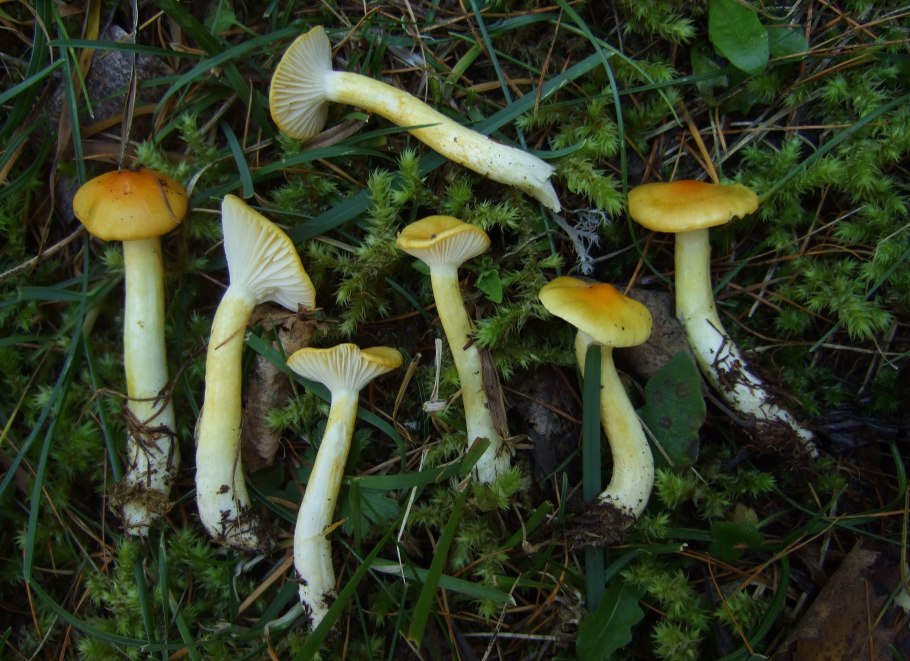 Гигрофор желтый Hygrophorus speciosus.