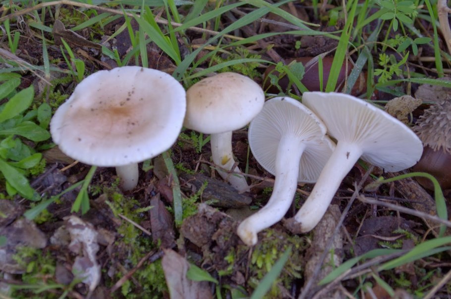 Гигрофор Линдтнера